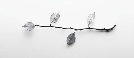 Wall Mural - Minimalist branch with gray leaves on white background, centered horizontally and lightly shadowed, creating a serene and simplistic look.