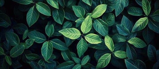 Aufkleber - Lush green leaves with varying shades of green arranged densely on a dark background, showcasing a serene natural ambiance and depth.