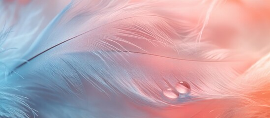 Fototapete - Macro shot of a clear water droplet resting on soft feather with light blue and pink hues creating a serene natural environment backdrop