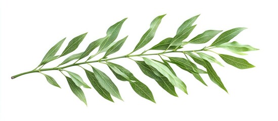 Fototapete - Fresh green elm tree branch with elongated leaves arranged in a linear fashion isolated on a clean white background, showcasing natural textures.