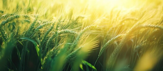 Poster - Sunlit aerial view of lush green grass and golden wheat ears gently swaying in a warm glow creating a serene natural landscape scene.
