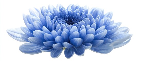 Aufkleber - Blue chrysanthemum flower with soft petals on a white isolated background showcasing detailed textures and a vibrant central focus for design use.