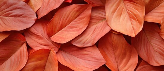 Poster - Autumn orange leaves layered in a dense arrangement creating a warm textured background with rich hues of orange and soft shadows.