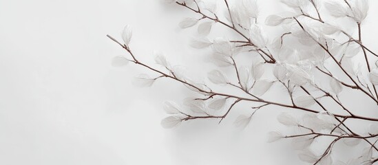 Aufkleber - Delicate branches with translucent leafy foliage and soft white feathers positioned on the right against a clean white background perfect for macro photography