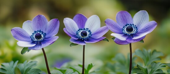 Aufkleber - Purple and white anemone flowers arranged in a close-up view with a soft green background, showcasing spring beauty and delicate petals.