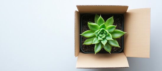 Leinwandbilder - Succulent plant with vibrant green leaves positioned centrally in a black pot inside a brown cardboard box on a light gray background