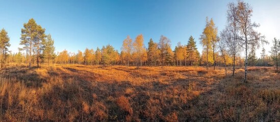 Leinwandbilder - Panoramic view of vibrant autumn forest with golden and orange trees under a clear blue sky, showcasing expansive grassland and serene nature.