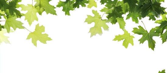 Poster - Vibrant green maple leaves arranged at the top of a clean white background, showcasing their natural beauty and freshness in a lively composition