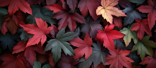 Aufkleber - Vibrant autumn foliage featuring a rich assortment of red, orange, and green maple leaves spread across a dark background.