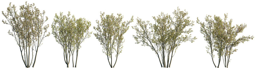 Wall Mural - flowering malus halliana shrub or small tree isolated png on a transparent background premium realis