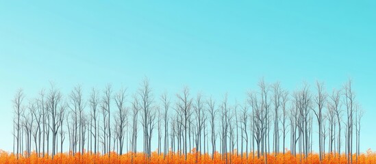Poster - Bare deciduous trees against a clear blue sky with vibrant orange foliage below creating a striking autumn landscape in a serene forest setting.