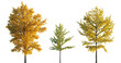 © Roman - Ginkgo biloba trees isolated png in sunset lighting on a transparent background premium realistic cutout (maidenhair tree, ginkgo or gingko)