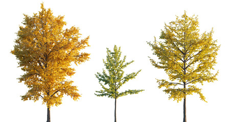 Wall Mural - ginkgo biloba trees isolated png in sunset lighting on a transparent background premium realistic cu