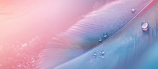 Aufkleber - Macro shot of vibrant light blue and soft pink feather with clear water droplets showcasing nature's delicate beauty and tranquility