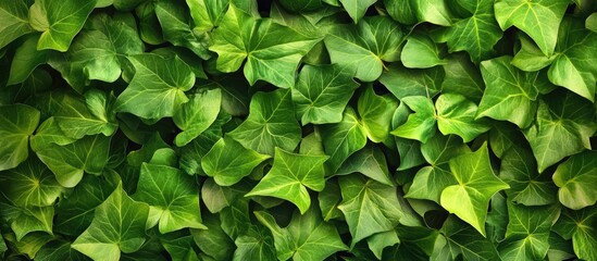 Poster - Lush green ivy leaves densely packed creating a vibrant textured background with varying shades of green adding depth and natural beauty.