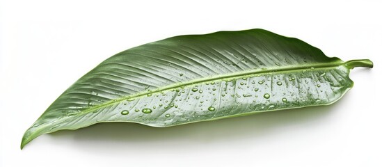 Poster - Large lush green leaf adorned with natural dew drops, positioned centrally on a clean white background, showcasing vibrant textures and details.