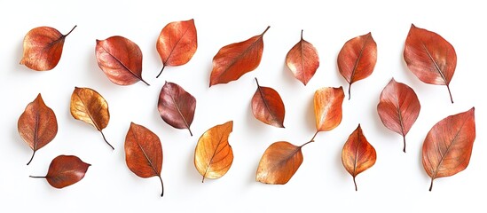 Leinwandbilder - Flat lay of assorted dried autumn leaves in shades of orange and brown arranged on a clean white background creating a seasonal aesthetic.