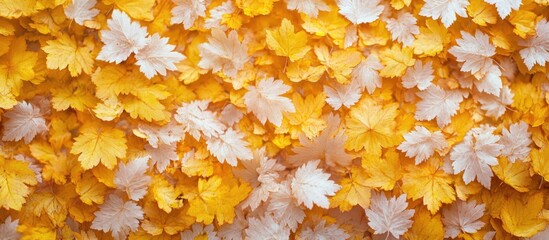 Leinwandbilder - Vibrant carpet of yellow and white autumn leaves covering the ground in a serene forest setting, highlighting the beauty of fall.