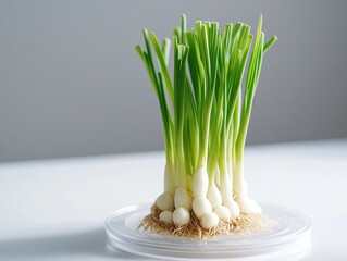 Wall Mural - Fresh scallions roots growing in clear pot, white background, healthy food