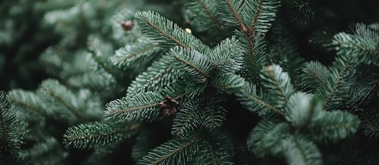 Poster - Green Christmas tree branches closely packed with pine needles illuminated by soft natural light creating a cozy festive atmosphere