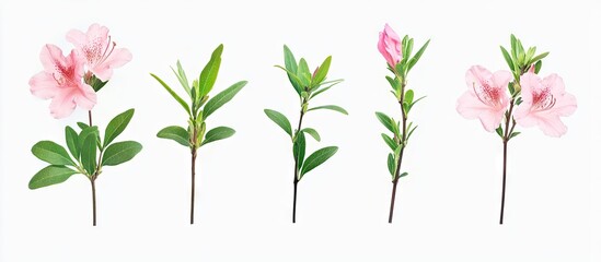 Aufkleber - Pink azalea flowers and green leaves arranged on a white background featuring five distinct floral stems highlighting varying poses and angles.