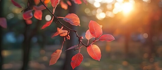 Leinwandbilder - Colorful autumn leaves in foreground with warm orange sunset light and defocused park background creating a serene fall atmosphere