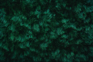 Fototapete - Dense lush grass texture with deep green color on a black background