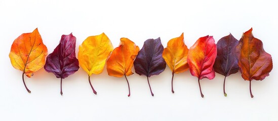 Aufkleber - Colorful collection of nine multicolored autumn leaves in orange, yellow, purple, arranged horizontally on a pristine white background.