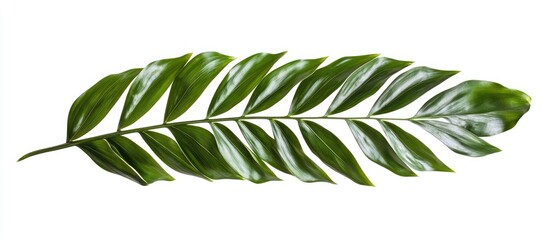 Aufkleber - Tropical green palm leaves arranged elegantly on a white background showcasing vibrant textures and rich hues isolated for design use.