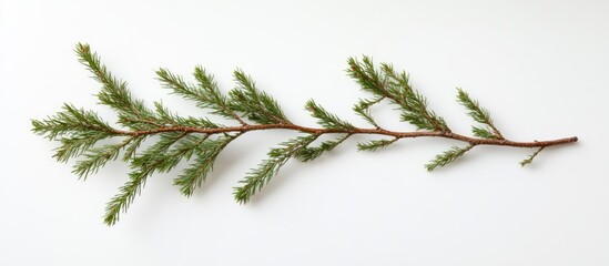 Aufkleber - Fir branch with lush green needles placed diagonally on a clean white background showcasing natural texture and detail of the foliage.