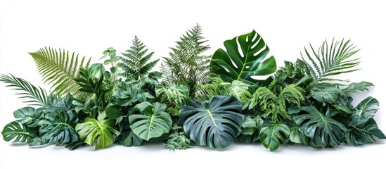Aufkleber - Lush tropical foliage arrangement featuring various shades of green plants like monstera and ferns against a clean white background.