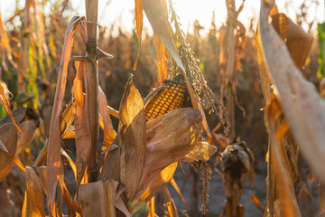 Wall Mural - Golden corn on the cob hangs within a field of dry cornstalks as the sun sets on an autumn evening