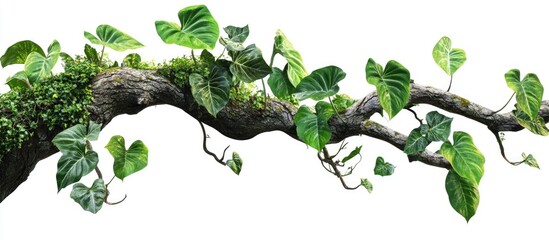Aufkleber - Lush green fiddle leaf philodendron vines gracefully climbing a textured brown branch with vibrant foliage against a clean white background
