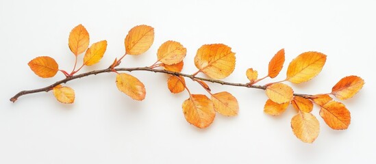 Aufkleber - Autumn branch featuring vibrant orange and yellow leaves against a clean white background, showcasing natural textures and seasonal beauty.