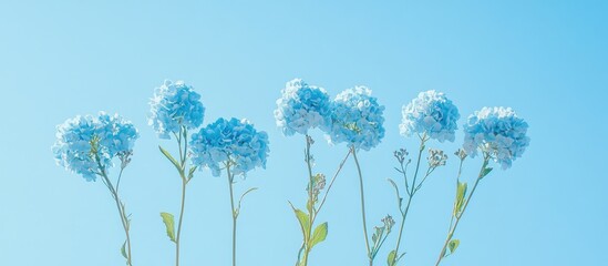 Aufkleber - Delicate blue flowers in a row against a soft blue sky background showcasing their rounded blooms and slender green stems, creating a serene effect.
