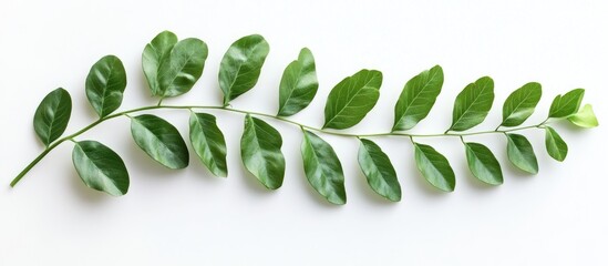 Poster - Vibrant green leaves arranged in a linear fashion on a clean white background showcasing organic textures and natural freshness.