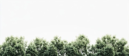 Aufkleber - Lush green trees arranged in a horizontal line on a clean white background, showcasing vibrant foliage with varying shades of green.