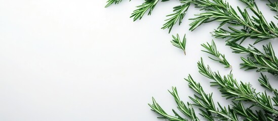 Poster - Vibrant green rosemary twigs arranged on a clean white background highlighting their unique texture and freshness in a minimalistic setting
