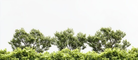 Aufkleber - Isolated green trees with lush foliage positioned at the bottom against a serene white background showcasing a tranquil and fresh ambiance