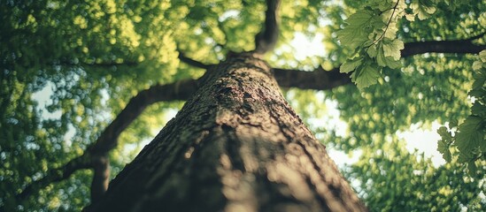 Aufkleber - Tall tree trunk seen from below with vibrant green leaves filling the upper part of the image against a bright sky creating a serene atmosphere