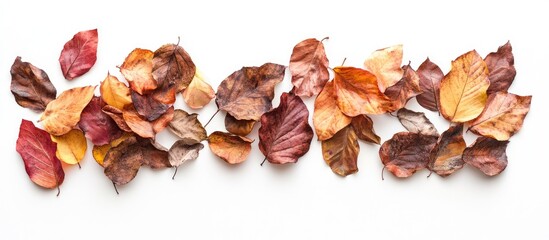 Aufkleber - Multicolored autumn leaves in shades of red, orange, yellow, and brown arranged horizontally on a white background symbolizing fall season.