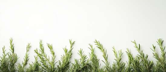 Poster - Vibrant green rosemary twigs arranged against a soft white background highlighting their unique texture and freshness in a horizontal layout