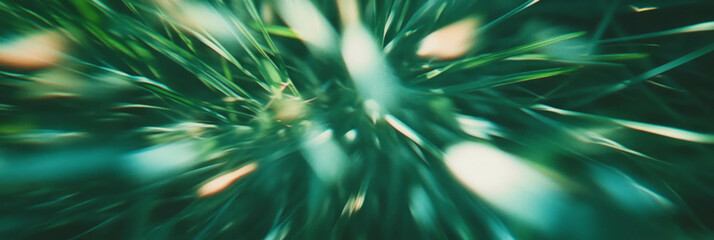 Fototapete - Short green grass with fine blades creating a gentle texture under soft light from above