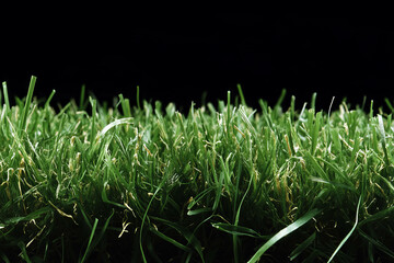 Fototapete - Short green grass with fine blades against a black background creating a soft texture