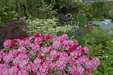 Wall Mural - Colourful water garden with  Japanese Azaleas