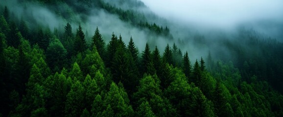 Wall Mural - Misty mountain forest, aerial view. Nature background, eco travel