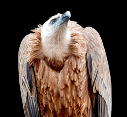 Wall Mural - A bird with a brown head and a white neck is looking up