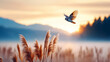 © Lailatul - Owl flying in a sunset landscape for conservation and wildlife stock photos