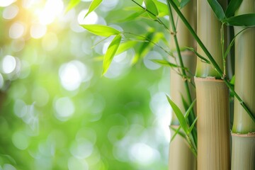 Wall Mural - Close-up of vibrant green bamboo stalks and leaves bathed in sunlight, creating a serene natural scene.