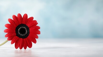 Wall Mural -  a vibrant red gerbera daisy with water droplets glistening on its petals, set against a blurred background